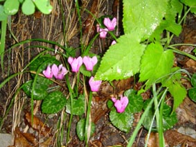 Cyclamen purpurascens